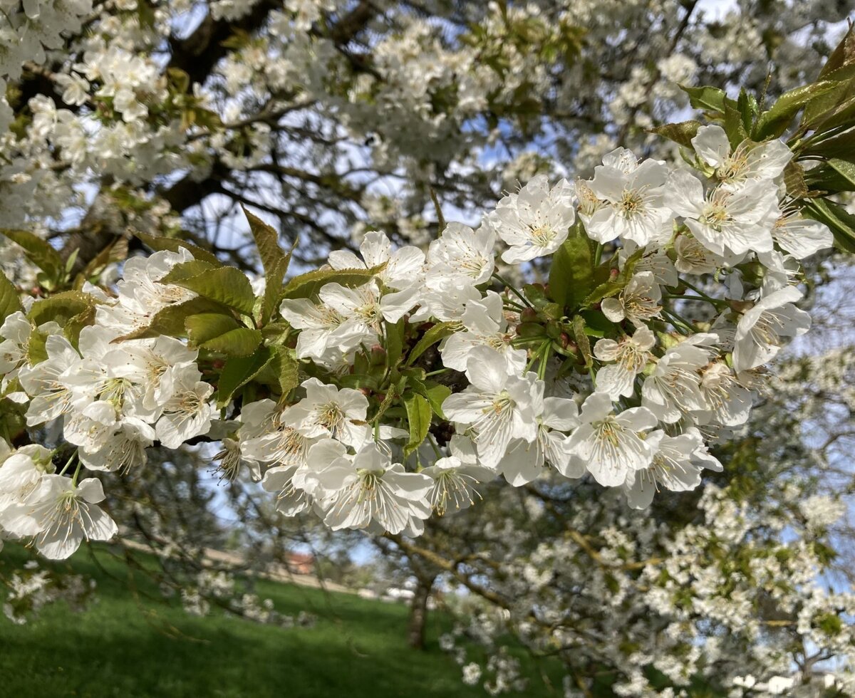 White blossoms on a tree at the farm house.