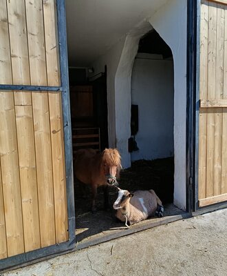 Pony and goat