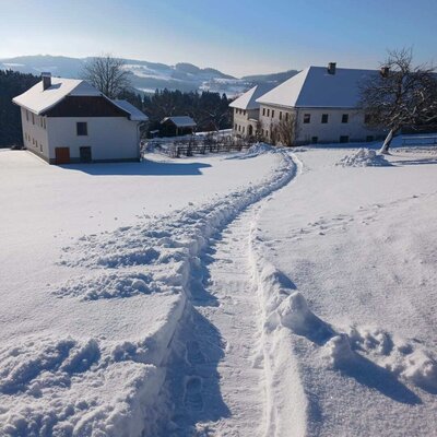Hooray - snow at Nussbaumerhof!