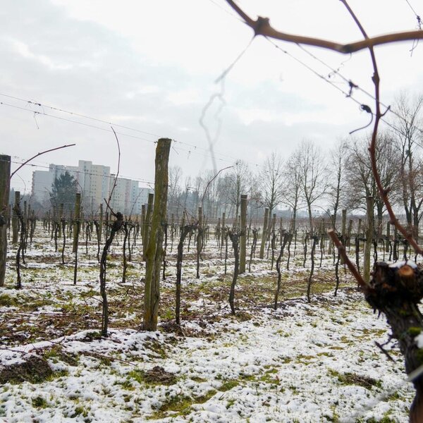 Vineyard