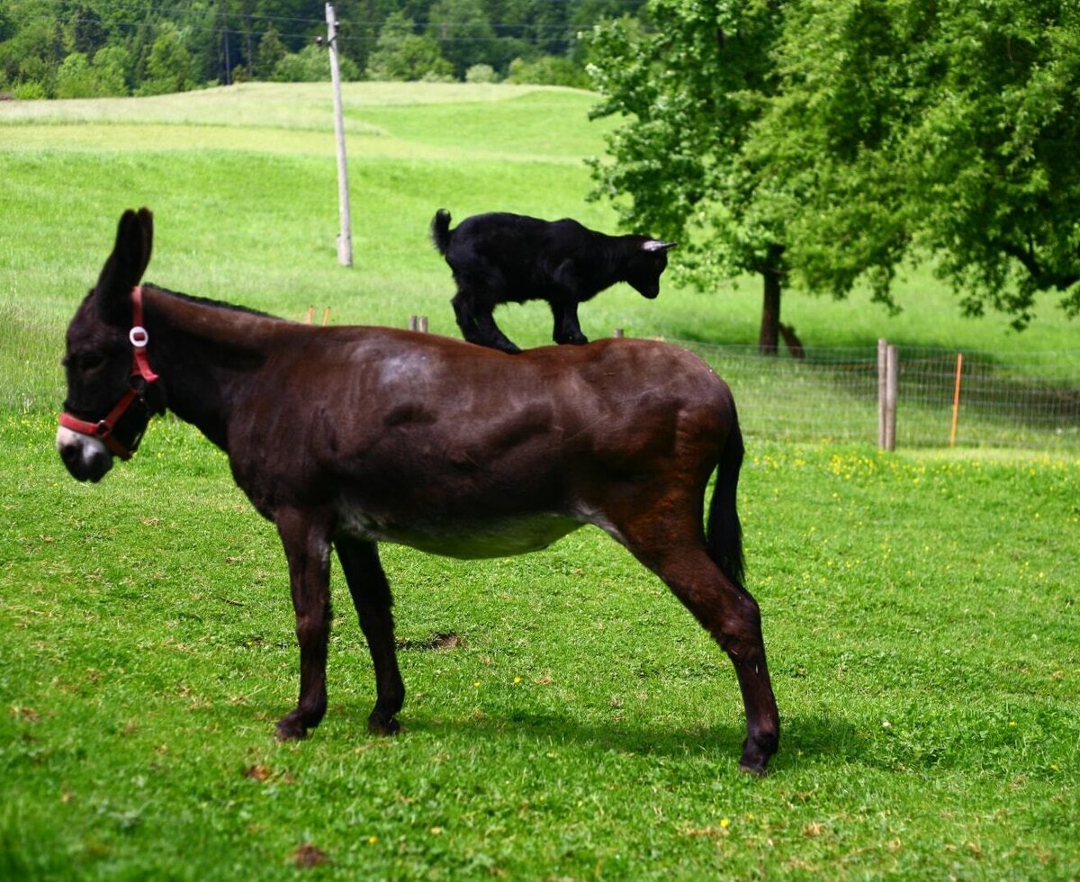 A donkey with a goat standing on its back in a green pasture at the farm house.
