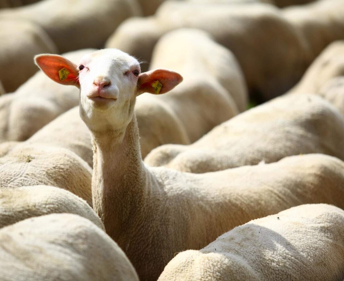 A sheep with a yellow ear tag, part of the farm animals guests can see at the Farm House.