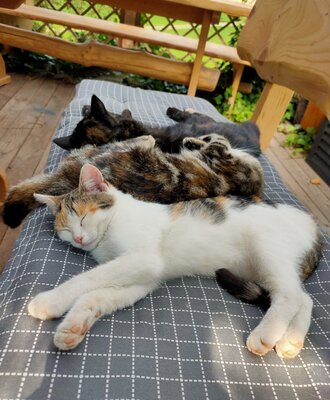 Farm animals - Cats