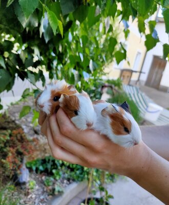 Farm animals - Guinea pig