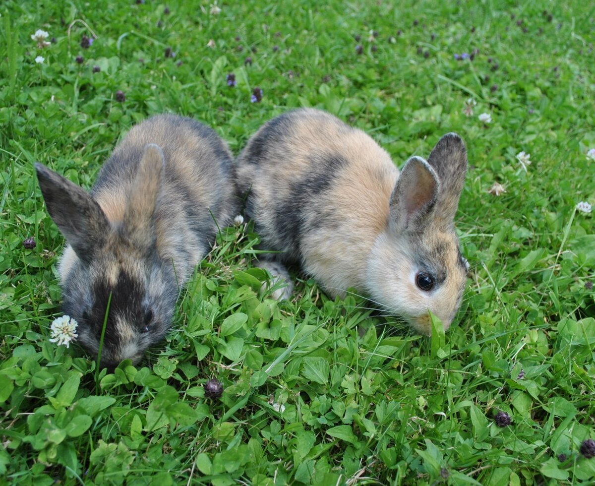 Our Rabbits