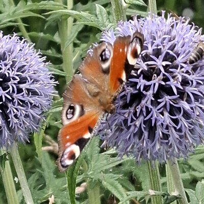 A peacock butterfly on a purple globe thistle in the garden of the Ferienhaus.