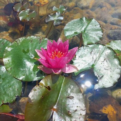 Pink water lily in a pond with lily pads in the garden of the holiday home.