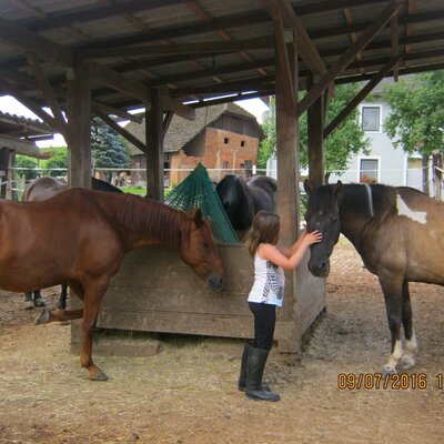 A girl interacts with horses under a covered feeding area at the farm house.