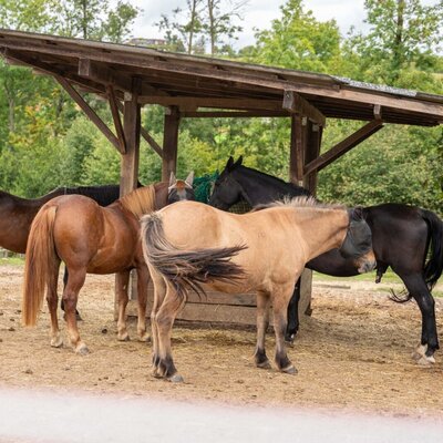 The farmhouse's welcoming paddock with horses gathering under a protective wooden shelter.