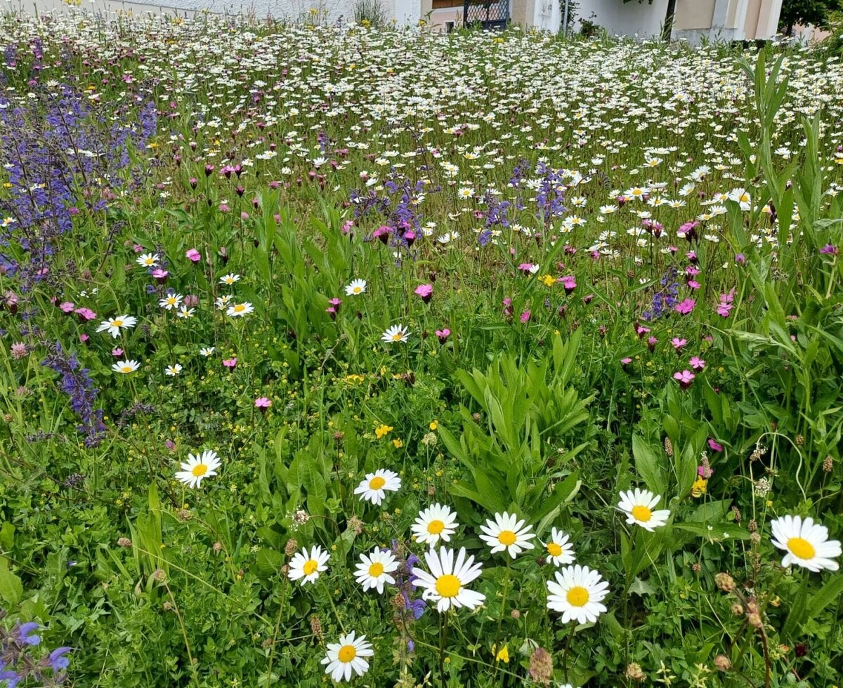 A wildflower meadow with daisies and purple blossoms at the farmhouse.