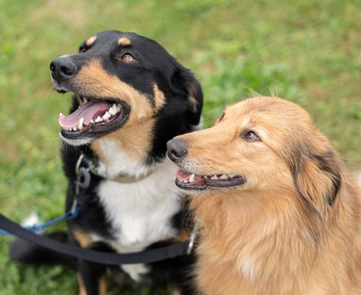 Two friendly, energetic dogs on the farmhouse's green lawn.