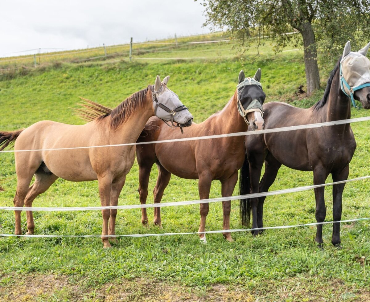Three friendly horses on the farmhouse's lush green pasture.