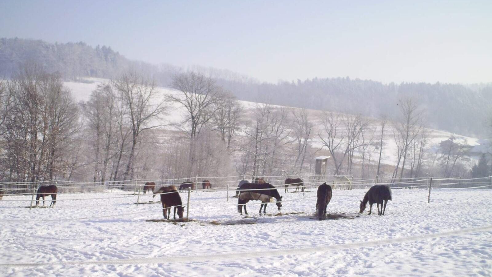 The farmhouse's snow-covered paddock with grazing horses against a scenic winter landscape.
