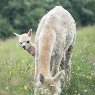 Two curious alpacas grazing on the green meadow.