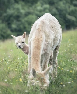 Two curious alpacas grazing on the green meadow.
