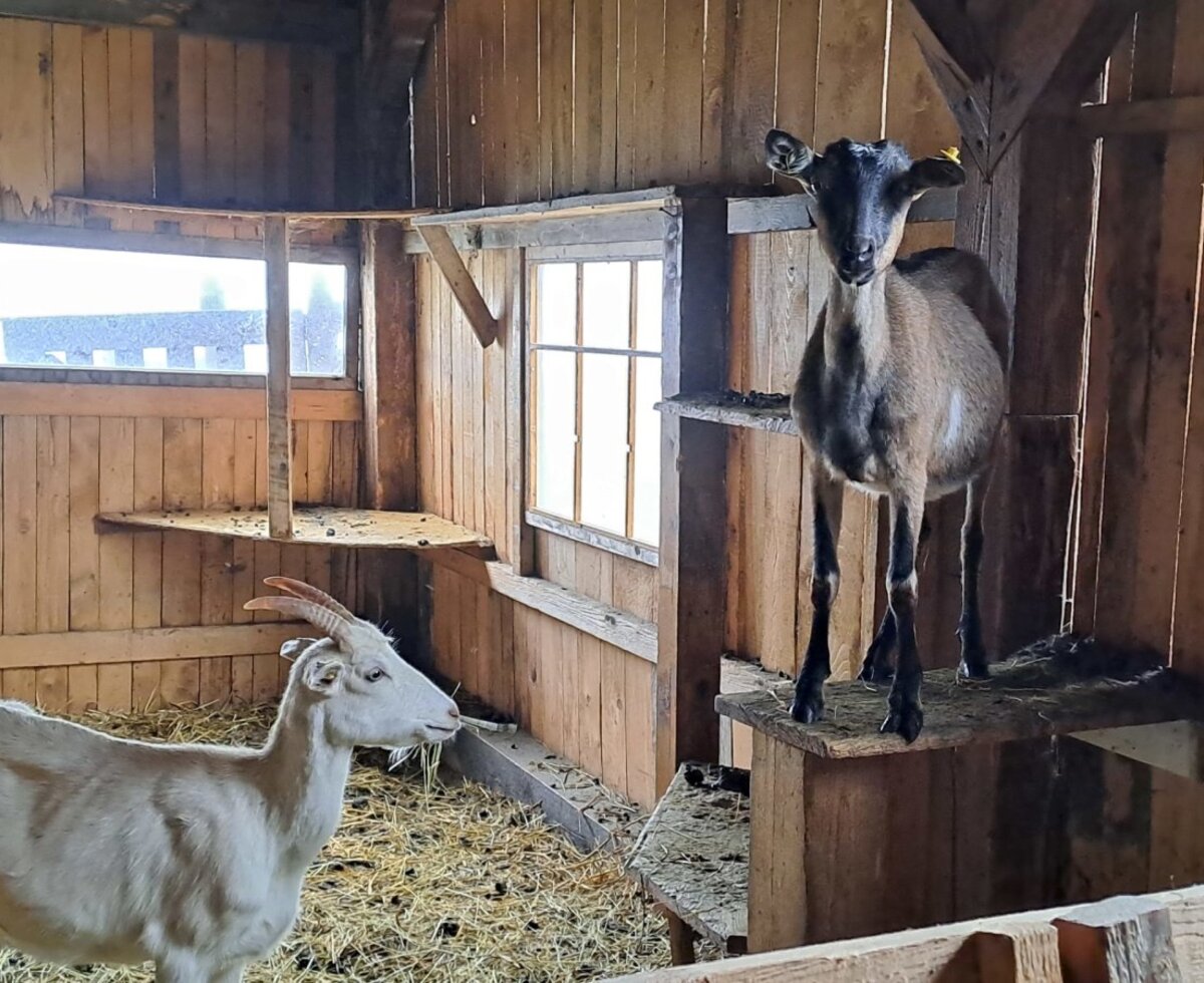 Friendly goats in the cozy wooden stable