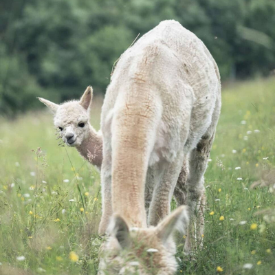 Curious alpacas grazing on a lush green pasture