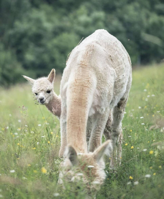 Curious alpacas grazing on a lush green pasture