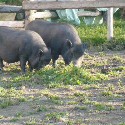 Mini pigs