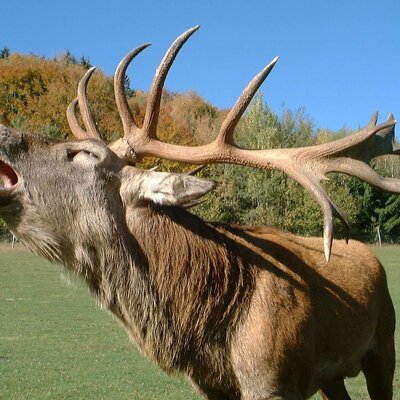 A red deer stag with prominent antlers roaring in a grassy field, showcasing the wildlife guests may encounter near the Farm House.