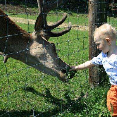 Deer feeding