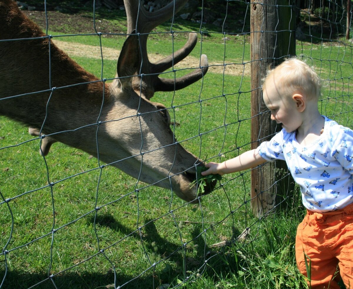 Deer feeding