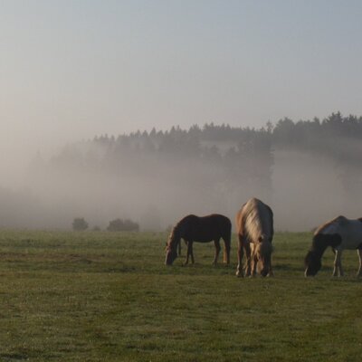 Horses and Donkeys