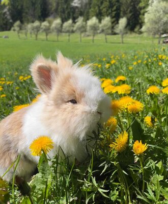 A rabbit in a dandelion field at the farmhouse.