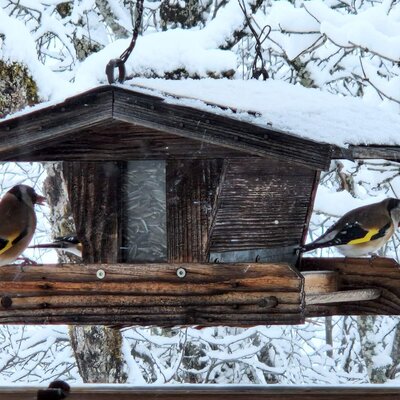 A birdhouse with two European goldfinches, viewed from the window against a snowy landscape.