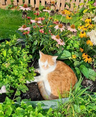 A cat resting in the Bauernhof's garden among flowers and plants.