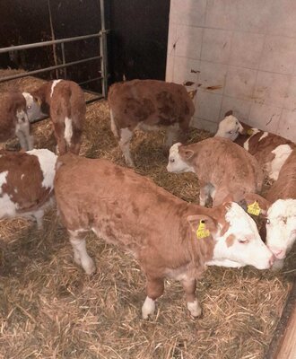 Calves in the barn of the farmhouse, resting on straw.