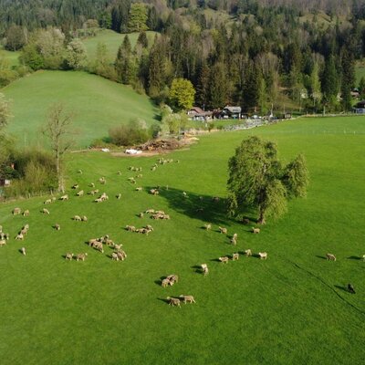 Sheep grazing on the green meadows of Biohof Grubbauer, with forested hills and farm buildings in the background.