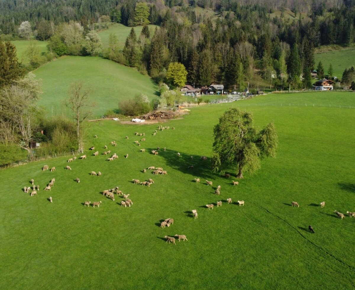Sheep grazing on the green meadows of Biohof Grubbauer, with forested hills and farm buildings in the background.