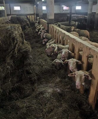 Sheep feeding on hay from a trough in the Bed and Breakfast's barn.