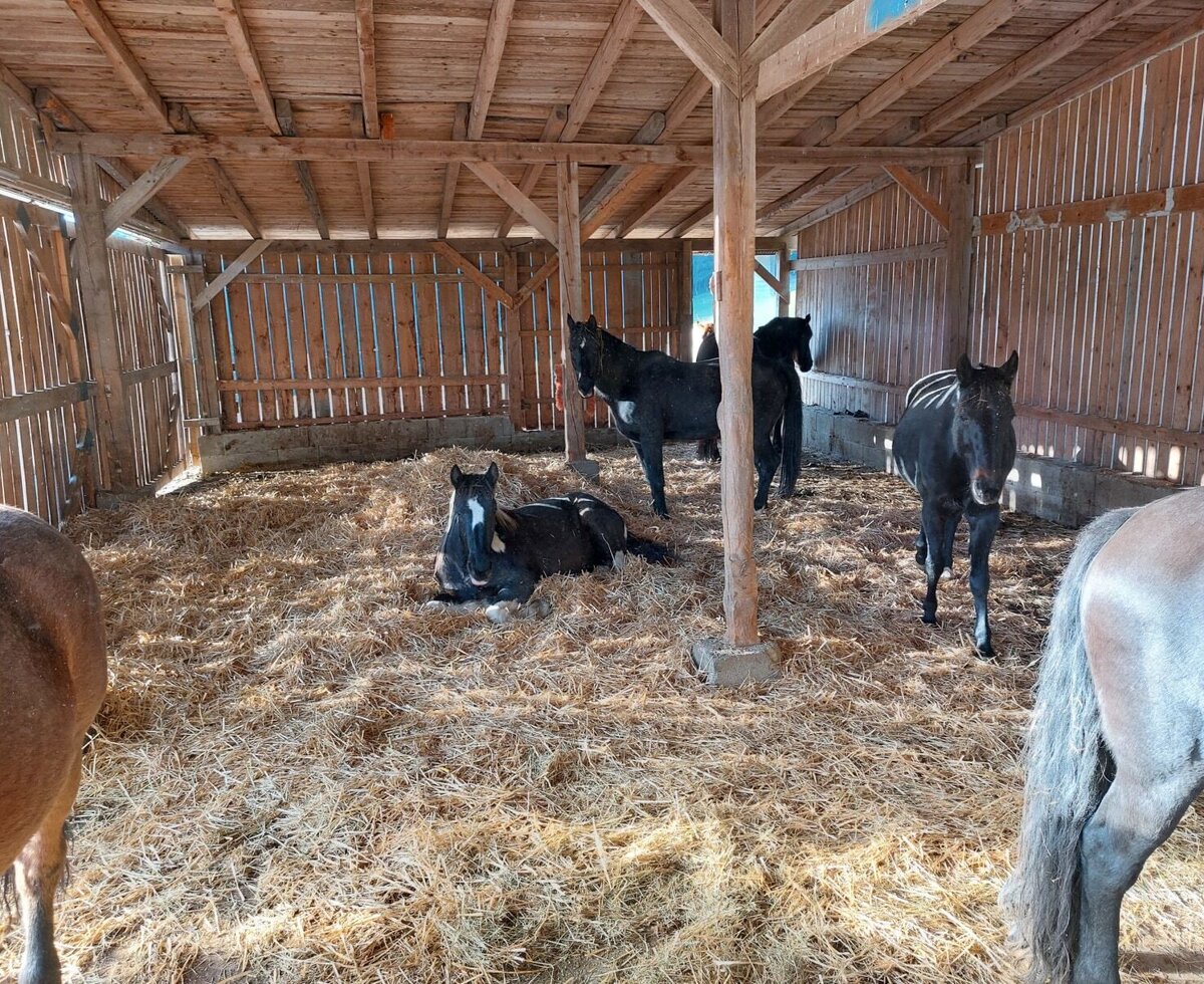 Horses housed in the Farm House barn, resting on a bed of hay.