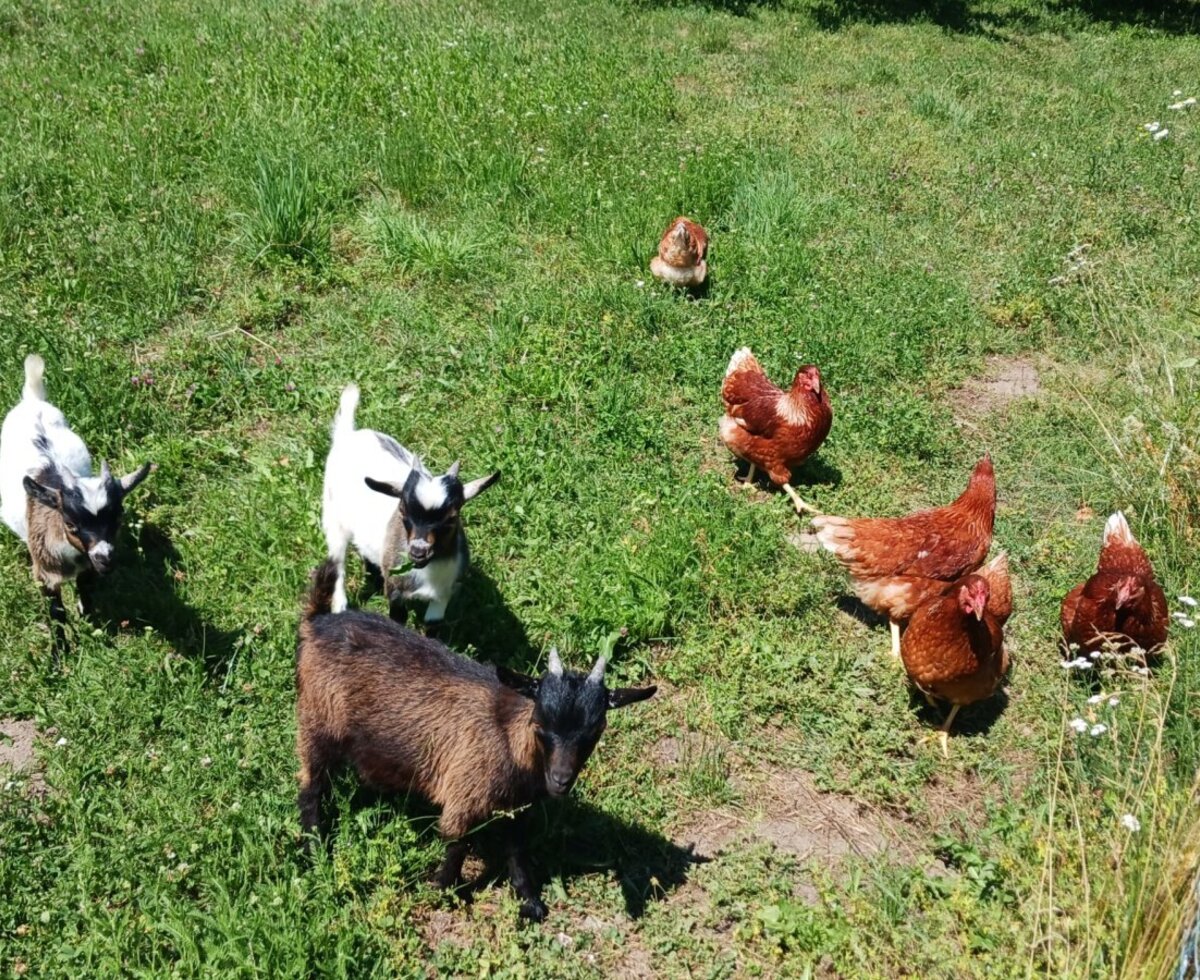 Goats and chickens in the grassy area of the Bauernhof.