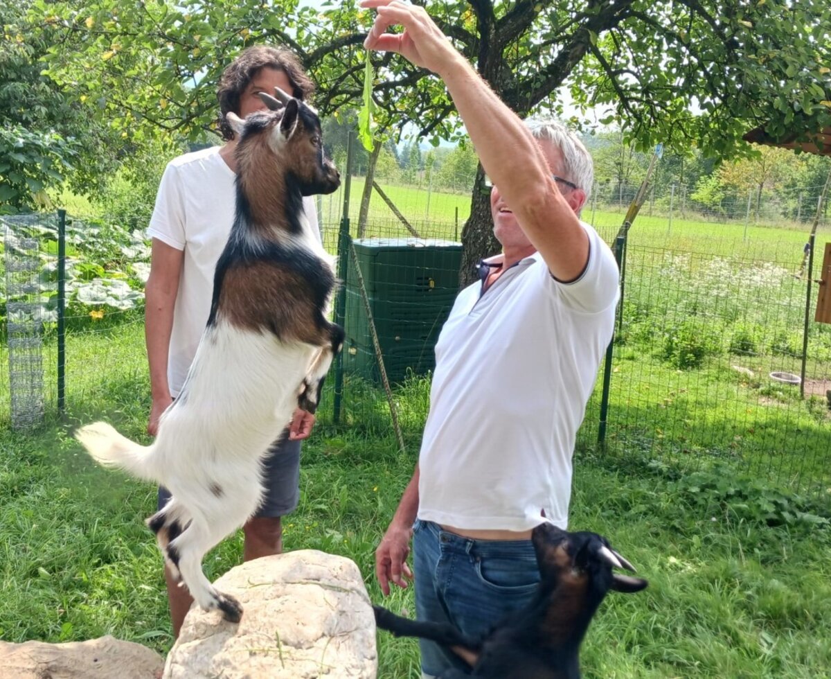 Goats at the farmhouse interacting with guests, with one goat standing on a rock.