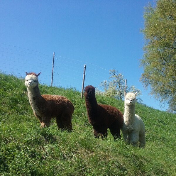 Three alpacas on the green meadow at the Bed and Breakfast.