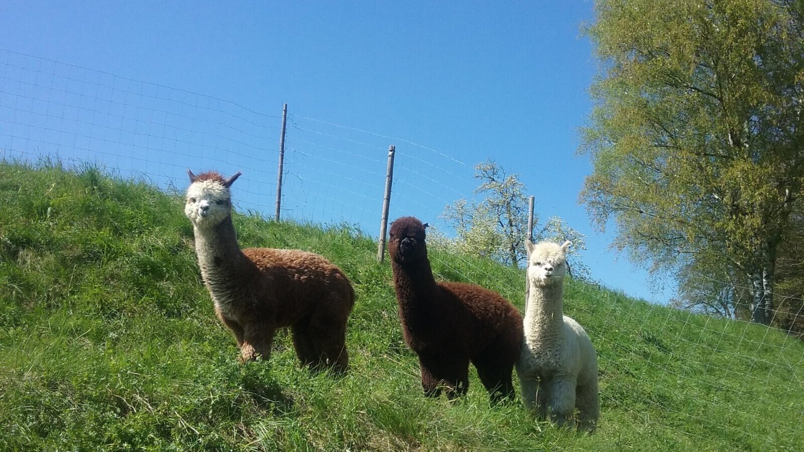 Three alpacas on the green meadow at the Bed and Breakfast.