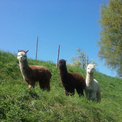 Three alpacas on the green meadow