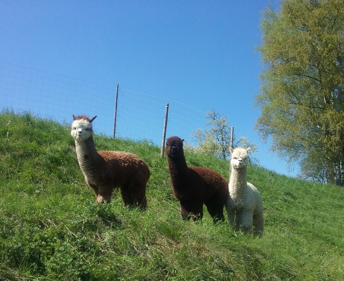 Three alpacas on the green meadow at the Bed and Breakfast.
