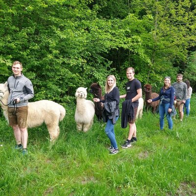 Alpaca hike for guests of the Bed and Breakfast through a green landscape.