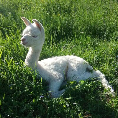 A white alpaca lies in the grass at the Bed and Breakfast.