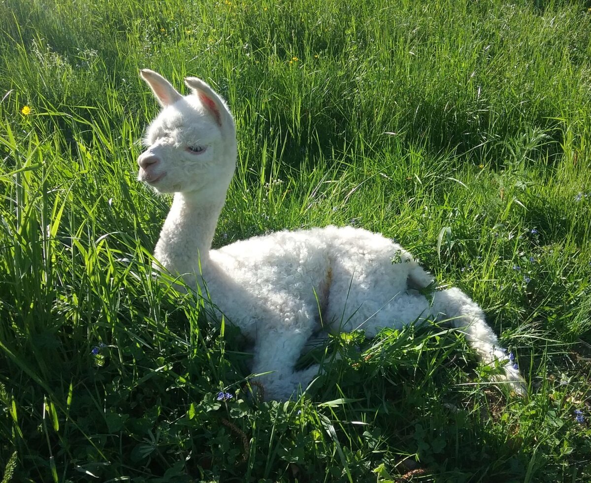 A white alpaca lies in the grass at the Bed and Breakfast.