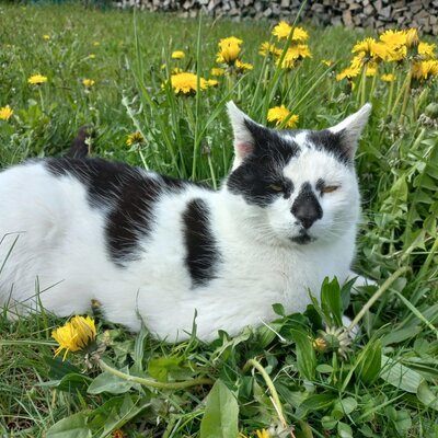 The black and white cat lies in the grass with dandelions.