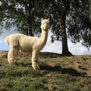 An alpaca in a field under trees, an animal guests can experience at the Bed and Breakfast.