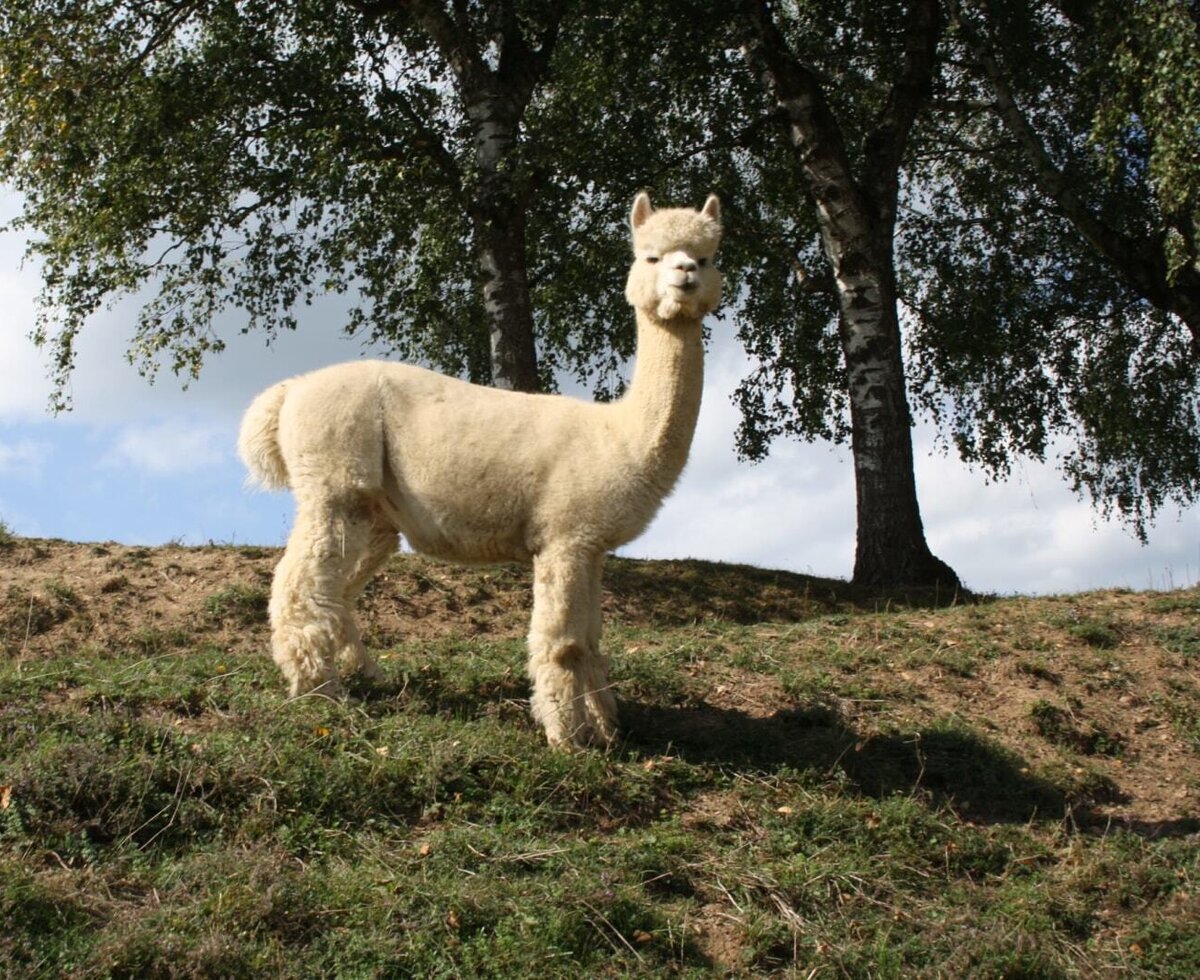 An alpaca in a field under trees, an animal guests can experience.