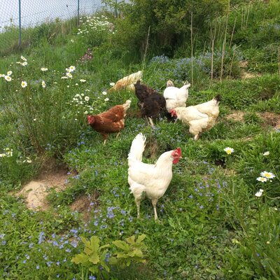 Chickens of various colors in the meadow, surrounded by wildflowers.