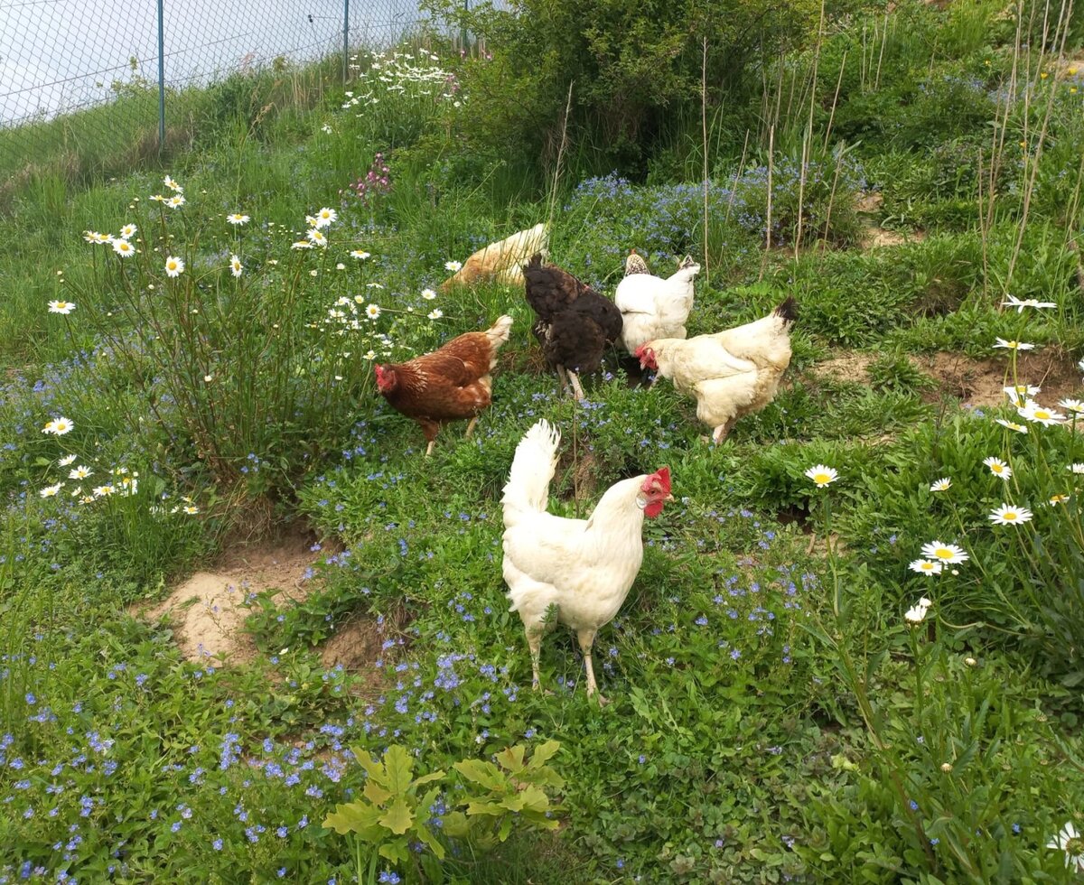 Chickens of various colors in the meadow of the Bed and Breakfast, surrounded by wildflowers.
