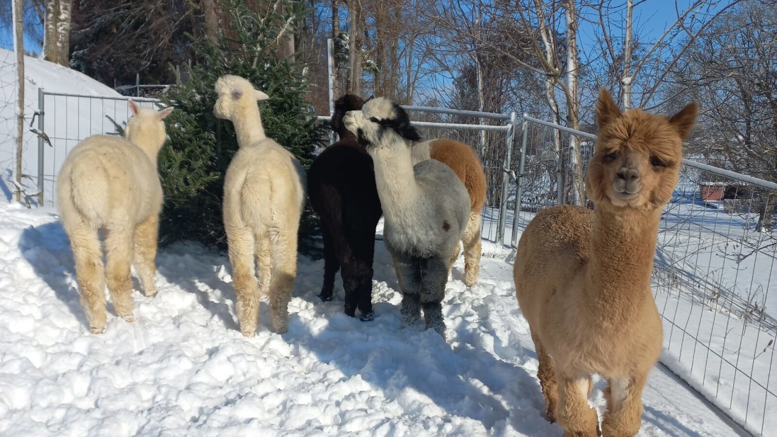 Alpacas in the snow on the property.